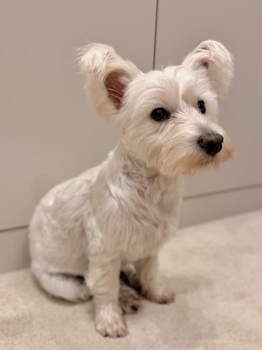 Close crop of the freshly clipped white terrier's face and coat